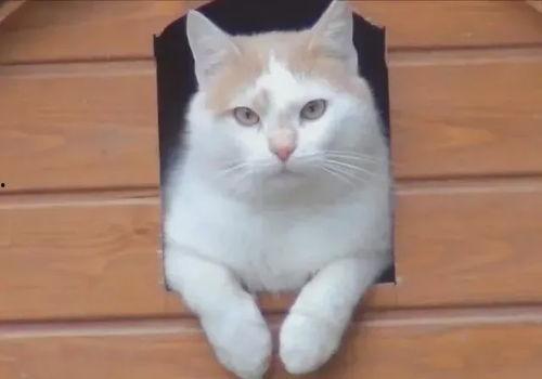 娱乐吃瓜酱小猫睡在哪里